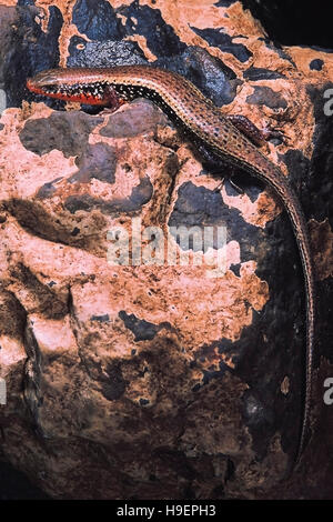 Fire-Bellied Skink. Mabuya species. This male sports the breeding colors. Pune district, Maharashtra, India. Stock Photo