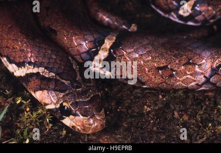 Oligodon albocinctus. White-barred / Ladder-backed Kukri snake. Non venomous. Arunachal Pradesh, India. Stock Photo