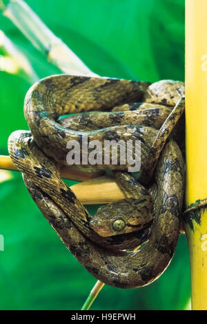 Boiga Beddomei. Beddome's Cat snake. Non venomous. Captive specimen. Maharashtra, India. Stock Photo