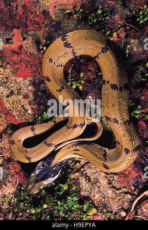 Macropisthodon Plumbicolor. Juvenile Green Keelback/Grass snake. Non venomous. Phansad Wildlife Sanctuary, Maharashtra, India. Stock Photo