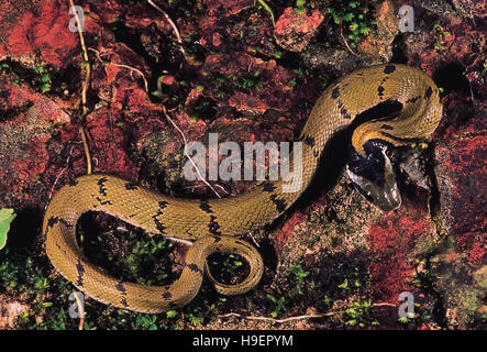 Macropisthodon Plumbicolorl. Grass snake/Green Keelback. Adult close up. Non venomous. Maharashtra, India. Stock Photo