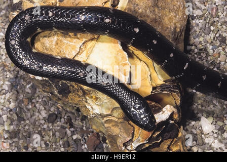 Bungarus Caeruleus. Common Krait. Venomous. Maharashtra, India. Stock Photo