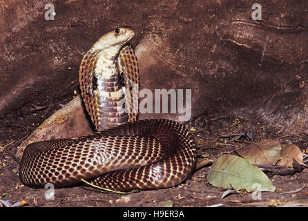 Naja Naja. Common/Spectacled Cobra displaying the classic 'snake charmer' defensive pose. Venomous. Nasrapur, Maharashtra, India. Stock Photo