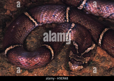 WHITE BARRED KUKRI SNAKE Oligodon albocinctus. Ladder-backed Kukri snake. Non venomous. Uncommon Arunachal Pradesh, India Stock Photo