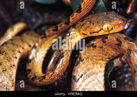 Boiga Beddomei. Beddome's Cat snake. Bhimashankar Sanctuary, Maharashtra, India. Stock Photo