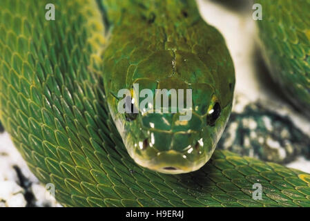 Macropisthodon Plumbicolor. Green Keelback. Close up. Non venomous. Pune, Maharashtra, India. Stock Photo