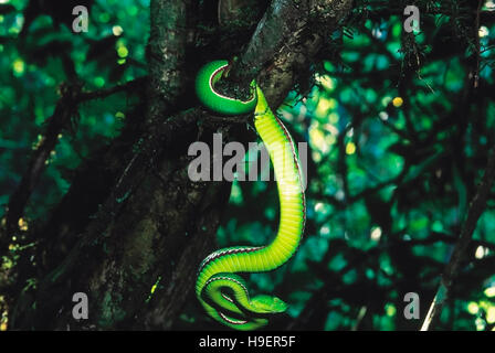 Trimeresurus Medoensis. Medo Pit Viper. Venomous. Rarely available. One of the few color photographs of this snake. Arunachal Pradesh, India. Stock Photo