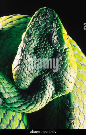 Trimeresurus Medoensis. Medo Pit Viper. Venomous. Rarely available. One of the few color photographs of this snake. Arunachal Pradesh, India. Stock Photo