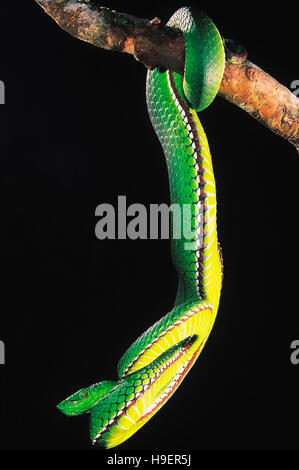 Trimeresurus Medoensis. Medo Pit Viper. Venomous. Rarely available. One of the few color photographs of this snake. Arunachal Pradesh, India. Stock Photo