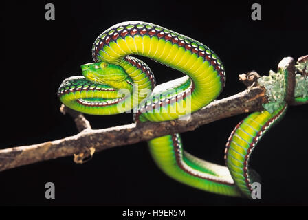 Trimeresurus Medoensis. Medo Pit Viper. Venomous. Rarely available. One of the few color photographs of this snake. Arunachal Pradesh, India. Stock Photo