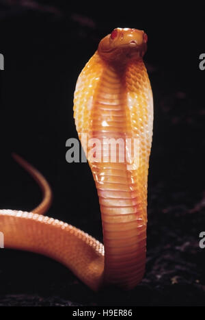 Naja Naja. Albino Cobra with its hood raised. Venomous. Katraj Snake Park, Pune, Maharashtra, India. Stock Photo