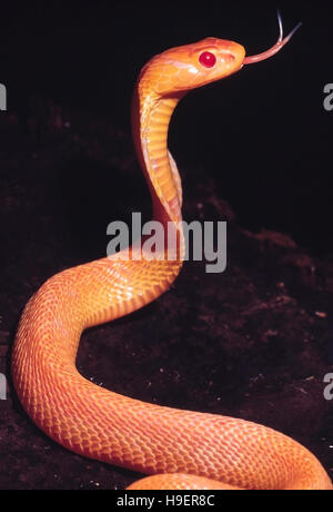 Naja Naja. Albino Cobra. Venomous. Katraj Snake Park, Pune, Maharashtra, India. Stock Photo