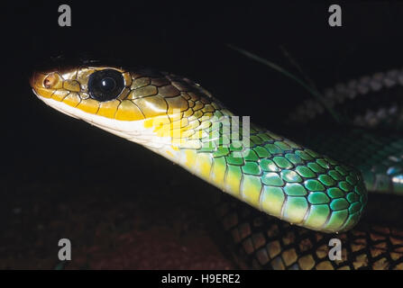 GREEN RAT SNAKE, Ptyas, Coluber nigromarginatus. Close up of head and neck. Non venomous. Rarely available. Arunachal Pradesh, India Stock Photo