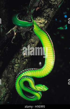 Trimeresurus Medoensis. Medo Pit Viper. Venomous. Rarely available.  Arunachal Pradesh, India. Stock Photo