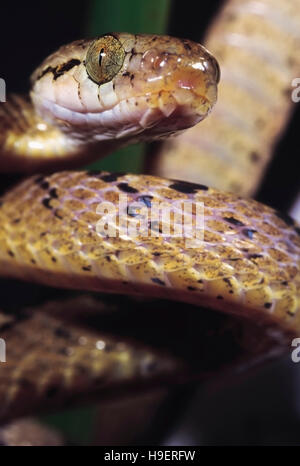 Boiga Beddomei. Beddome's Cat snake. Non venomous. Maharashtra, India. Stock Photo