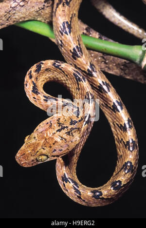 Boiga Beddomei. Beddome's Cat snake. Non venomous. Maharashtra, India. Stock Photo