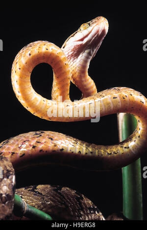 Boiga Beddomei. Beddome's Cat snake. Non venomous. Maharashtra, India. Stock Photo