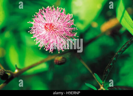 Mimosa Pudica. 'Touch me not' flower with closed leaves. Goa, India. Stock Photo