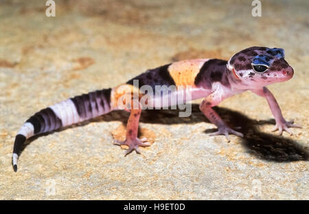 WESTERN INDIAN LEOPARD GECKO Eublepharis fuscus JUVENILE from near Jejuri, Maharashtra, India. Inhabits dry scrub and rocky areas. Feeds on insects Stock Photo
