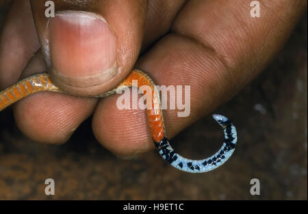 SLENDER CORAL SNAKE Calliophis melanurus. Ventral view of belly and tail. Specimen from near Mumbai (Bombay), Maharashtra, India.Venomous. Rare Stock Photo