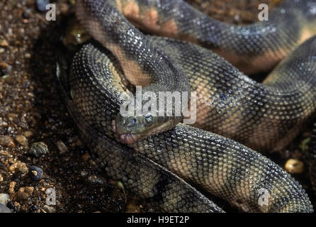 HOOK-NOSED SEA SNAKE Enhydrina schistosa. Close up showing head detail and scales. Specimen from coast of Mumbai, Maharashtra, India. Stock Photo