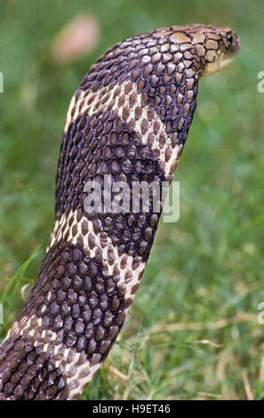 KING COBRA Ophiophagus hannah. Rear of hood, Captive specimen possibly from Orissa. Stock Photo