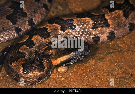 BLOTCHED MOUNTAIN PIT VIPER Ovophis montcola , Arunachal Pradesh, India. Stock Photo