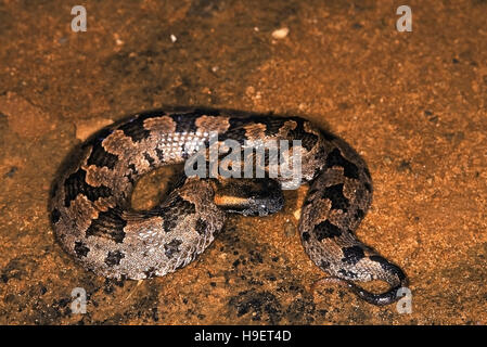 BLOTCHED MOUNTAIN PIT VIPER Ovophis montcola , Arunachal Pradesh, India. Stock Photo