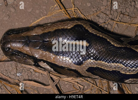 BURMESE PYTHON Python molurus bivittatus. Head. Adult from Changlang district, Arunachal Pradesh. Stock Photo
