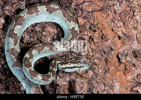 MALABAR PIT VIPER Trimeresurus malabaricus. ADULT from Castle Rock, Karnataka, India. Stock Photo