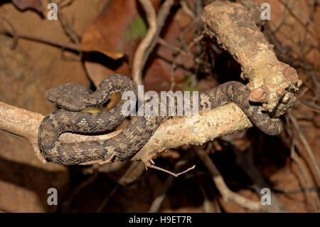 Malabar Pit Viper Trimeresurus malabaricus JUVENILE Dorsal view Stock Photo