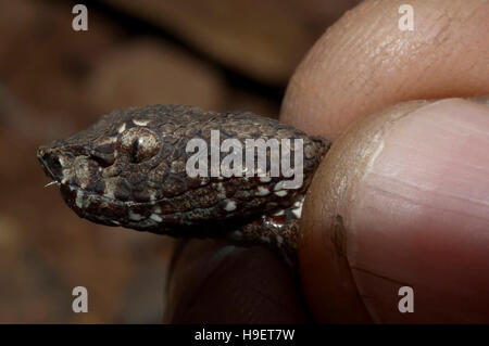 Malabar Pit Viper Trimeresurus malabaricus JUVENILE Lateral view Head Stock Photo