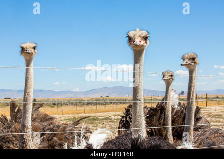 Portrait of ostriches behind fence Stock Photo