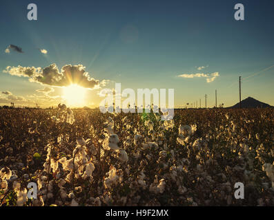 Cotton ball in full bloom at sunset - agriculture farm crop image Stock Photo