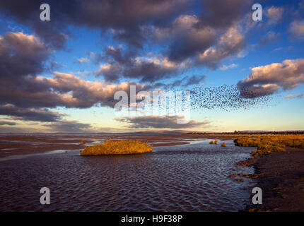 Pink footed Geese, Anser Brachyrhynchus, flying over Morecambe Bay in evening light. Stock Photo