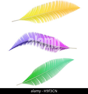 A collection of colored feathers isolated on white background Stock Photo