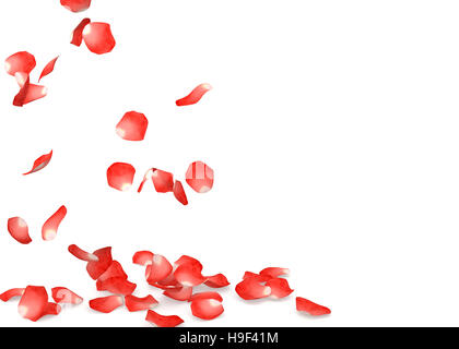 Red rose petals flying on the floor. Isolated white background Stock Photo