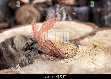 Plastic Bailing Twine Trapped in the Central Growth Rings of a 40+ year Old Tree.  Some Plastics do not degrade for many decades Stock Photo