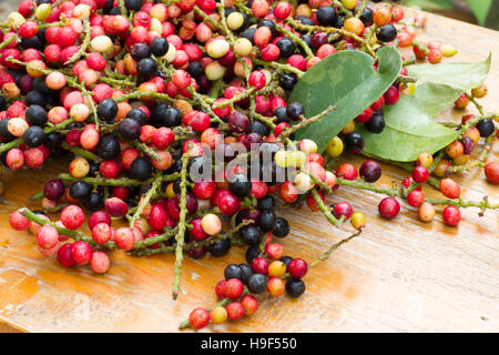 antidesma puncticulatum Miq.Mamao (thai name) Thailand fruit with medicinal properties. known as Mao Luang, is a species of plant in the Phyllanthacea Stock Photo