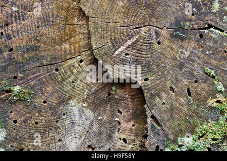 Woodworm holes in a rotting tree trunk Stock Photo