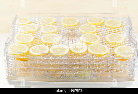 fresh lemon slices in a food dehydrator Stock Photo