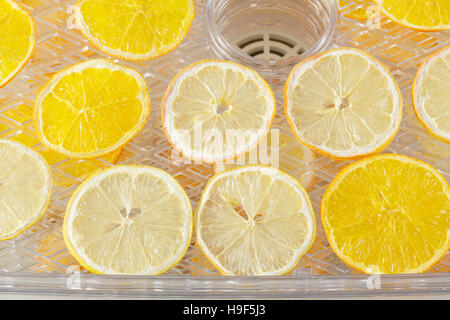 Lemon and orange slices drying in a food dehydrator Stock Photo