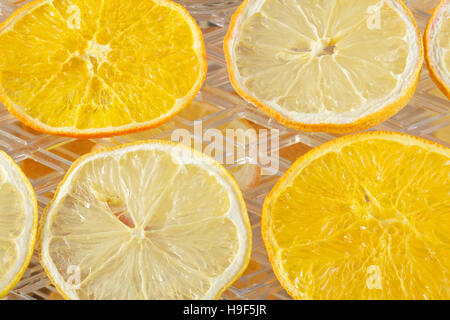 Lemon and orange slices drying in a food dehydrator Stock Photo