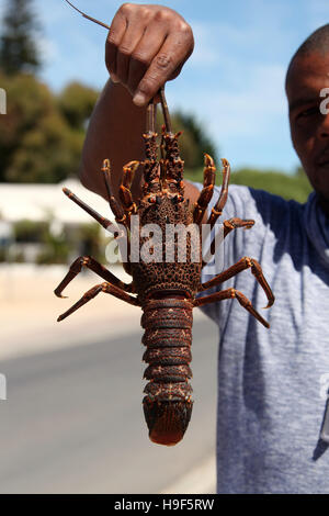 South African seafood known as kreef on sale in Paternoster where it is a local speciality Stock Photo