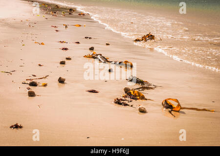 Seaweed on Glassilaun Beach in Renvyle, North Connemara, Ireland. Stock Photo