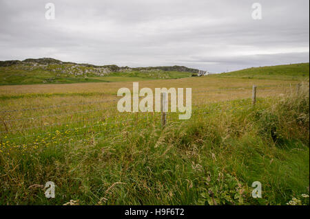Meadow with long grass to protect breeding habitat for rare corncrakes on the Isle of Iona, Scotland Stock Photo