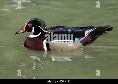 Carolina duck (Aix sponsa), also known as the North American wood duck. Stock Photo