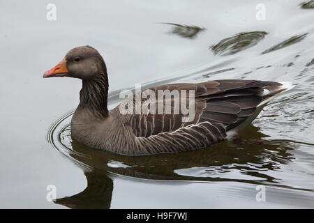 Greylag goose (Anser anser). Wildlife animal. Stock Photo