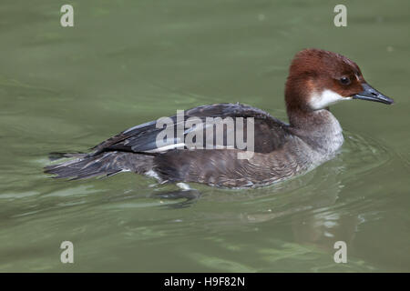 Smew (Mergellus albellus). Juvenile female duck.  Wildlife animal. Stock Photo