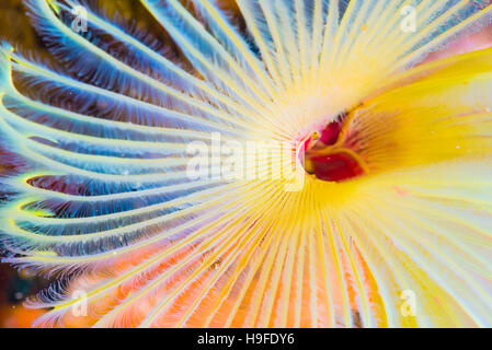 feather duster worms, Sabellastarte japonica Marenzeller, at Owase, Mie Japan. Depth 7m. close up. Stock Photo